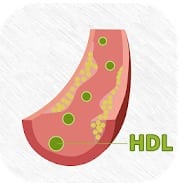 HDL Cholesterol Calculator