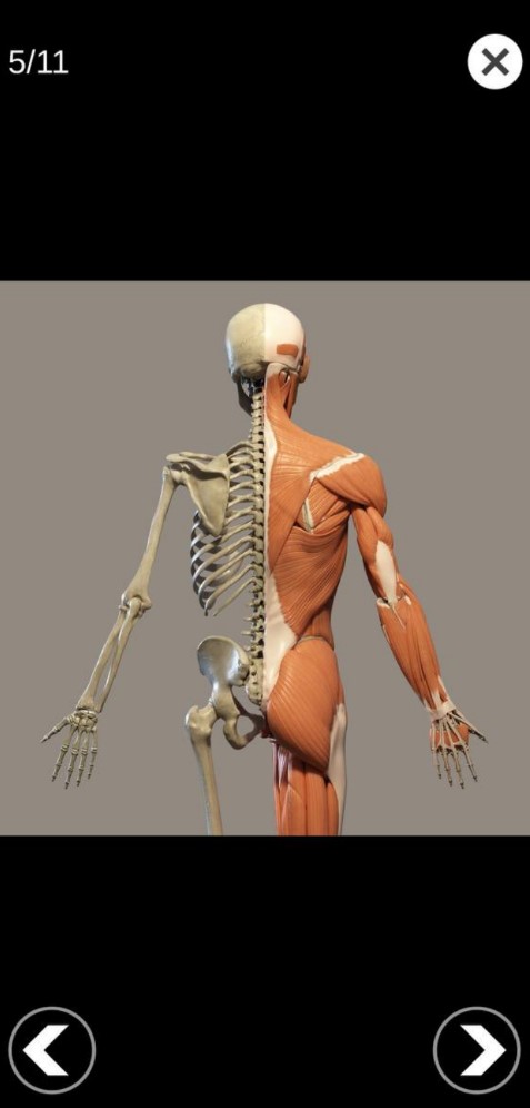3D Anatomy for the Artist7